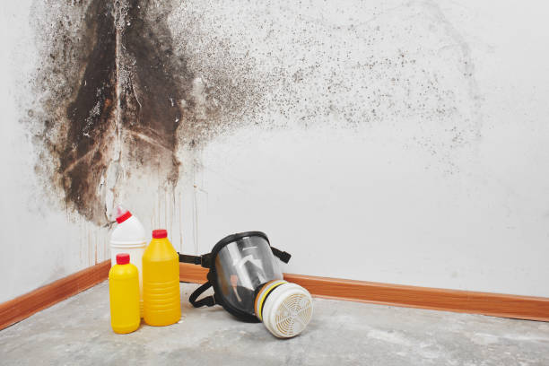 Best Attic Mold Removal  in Enlow, PA