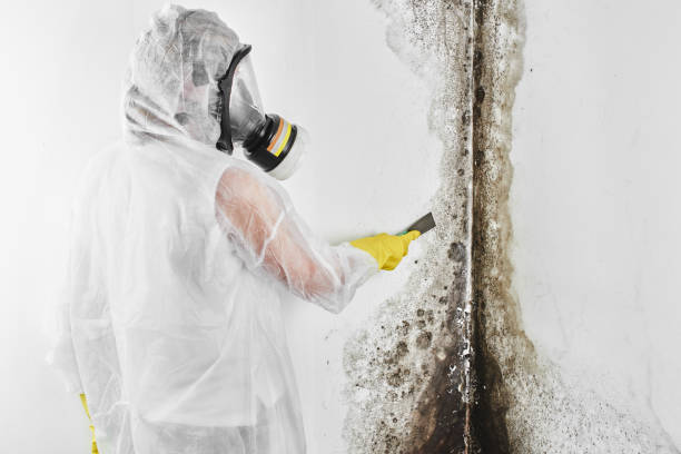Best Certified Mold Removal  in Enlow, PA